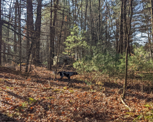 Clicca sull'immagine per ingrandirla.   Nome:   image.png  Visite: 0  Dimensione: 741.4 KB  ID: 2392663