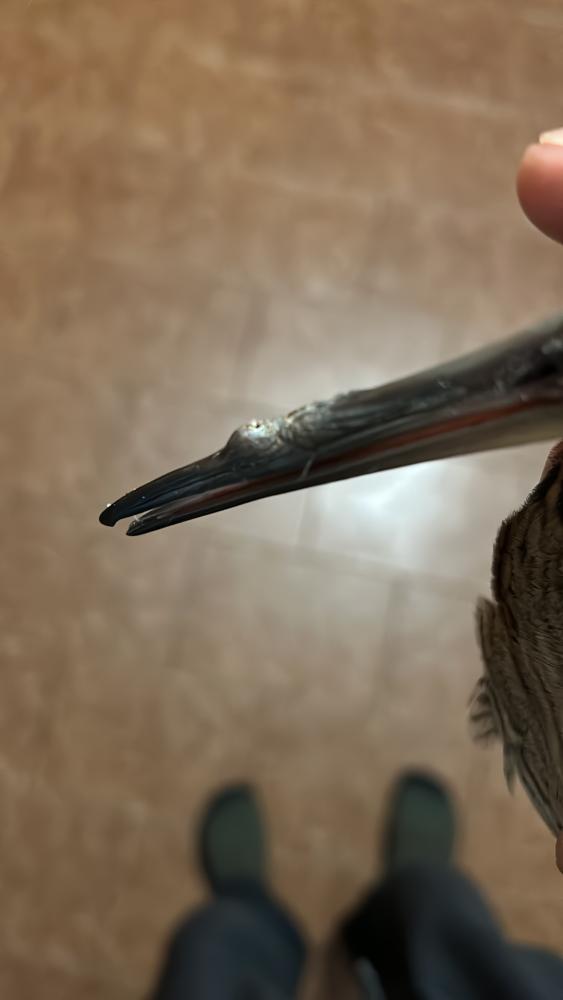 Clicca sull'immagine per ingrandirla. 

Nome:   4C0D2578-1B8C-4FFA-8543-2F7D6359C4DA.jpg 
Visite: 477 
Dimensione: 28.2 KB 
ID: 2416195