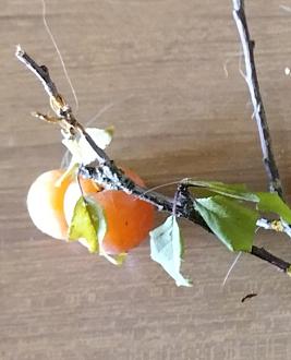 Clicca sull'immagine per ingrandirla.&nbsp;

Nome:   IMG_20240625_122852.jpg&nbsp;
Visite: 690&nbsp;
Dimensione: 68.1 KB&nbsp;
ID: 2427102