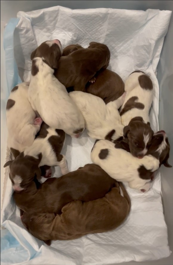 Clicca sull'immagine per ingrandirla.   Nome:   Cuccioli DK.jpg  Visite: 0  Dimensione: 95.0 KB  ID: 2427786