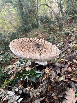 Clicca sull'immagine per ingrandirla. 

Nome:   IMG_0384.jpg 
Visite: 935 
Dimensione: 164.4 KB 
ID: 2435335