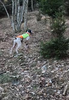 Clicca sull'immagine per ingrandirla.   Nome:   GX010019_1731250726001.jpg  Visite: 0  Dimensione: 140.6 KB  ID: 2435475