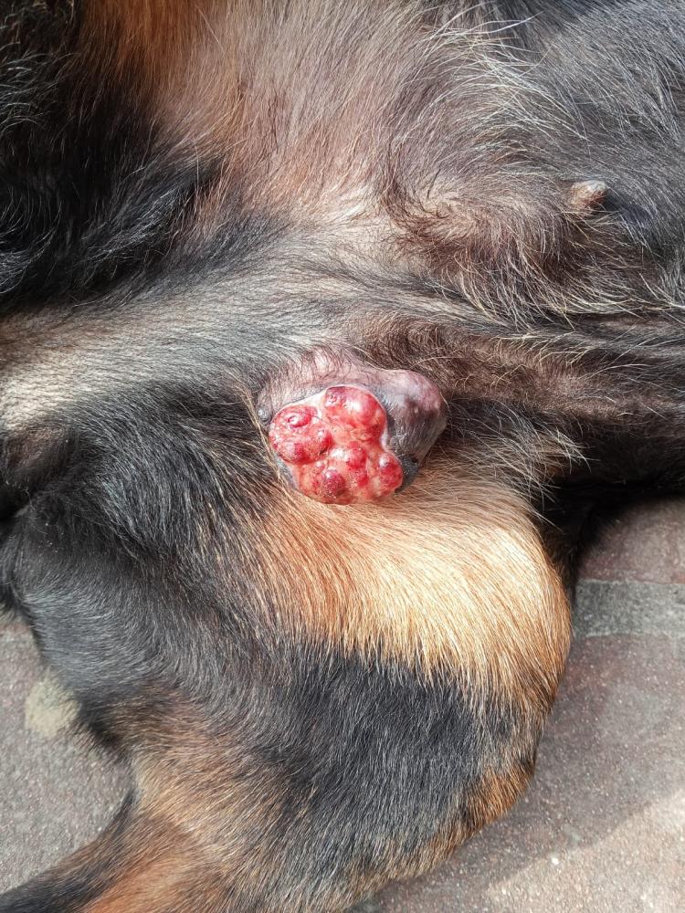 Clicca sull'immagine per ingrandirla.   Nome:   WhatsApp Image 2026-02-19.jpg  Visite: 0  Dimensione: 196.4 KB  ID: 2459966