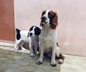 Clicca sull'immagine per ingrandirla. 

Nome:   DSCF0141 copia.jpg 
Visite: 358 
Dimensione: 78.5 KB 
ID: 2121545
