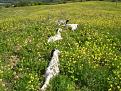 Clicca sull'immagine per ingrandirla. 

Nome:   ImmagineIMMAGINI SONY 551.jpg 
Visite: 388 
Dimensione: 70.0 KB 
ID: 2122159