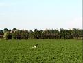 Clicca sull'immagine per ingrandirla. 

Nome:   RALF 1.jpg 
Visite: 368 
Dimensione: 47.7 KB 
ID: 2122177