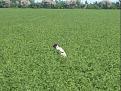 Clicca sull'immagine per ingrandirla. 

Nome:   RALF2.jpg 
Visite: 364 
Dimensione: 58.8 KB 
ID: 2122178