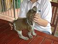 Clicca sull'immagine per ingrandirla. 

Nome:   cuccioli mela 083.jpg 
Visite: 246 
Dimensione: 92.7 KB 
ID: 2122430