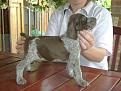 Clicca sull'immagine per ingrandirla. 

Nome:   cuccioli mela 085.jpg 
Visite: 254 
Dimensione: 84.1 KB 
ID: 2122432