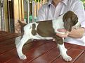 Clicca sull'immagine per ingrandirla. 

Nome:   cuccioli mela 088.jpg 
Visite: 257 
Dimensione: 86.3 KB 
ID: 2122434