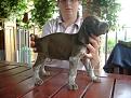 Clicca sull'immagine per ingrandirla. 

Nome:   cuccioli mela 090.jpg 
Visite: 253 
Dimensione: 108.8 KB 
ID: 2122436