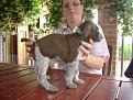 Clicca sull'immagine per ingrandirla. 

Nome:   cuccioli mela 092.jpg 
Visite: 257 
Dimensione: 111.5 KB 
ID: 2122438