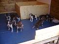 Clicca sull'immagine per ingrandirla. 

Nome:   cuccioli mela 093.jpg 
Visite: 256 
Dimensione: 74.8 KB 
ID: 2122439