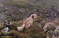 Clicca sull'immagine per ingrandirla.&nbsp;

Nome:   006_Zico.JPG&nbsp;
Visite: 470&nbsp;
Dimensione: 55.1 KB&nbsp;
ID: 2122822