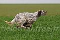 Clicca sull'immagine per ingrandirla.&nbsp;

Nome:   NOTADO DELLA VECCHIA IRLANDA.jpg&nbsp;
Visite: 685&nbsp;
Dimensione: 55.8 KB&nbsp;
ID: 2122858