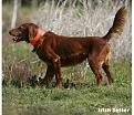 Clicca sull'immagine per ingrandirla.&nbsp;

Nome:   USA Irish.jpg&nbsp;
Visite: 385&nbsp;
Dimensione: 26.3 KB&nbsp;
ID: 2122870