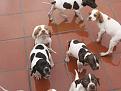 Clicca sull'immagine per ingrandirla.&nbsp;

Nome:   008_pointer.jpg&nbsp;
Visite: 345&nbsp;
Dimensione: 29.2 KB&nbsp;
ID: 2124112