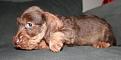 Clicca sull'immagine per ingrandirla. 

Nome:   muffins brown girl 2 b near 7 weeks old.jpg 
Visite: 226 
Dimensione: 30.6 KB 
ID: 2127055