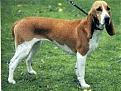 Clicca sull'immagine per ingrandirla.&nbsp;

Nome:   Swiss_Hound.jpg&nbsp;
Visite: 467&nbsp;
Dimensione: 10.8 KB&nbsp;
ID: 2127085