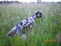 Clicca sull'immagine per ingrandirla. 

Nome:   100_0087.jpg 
Visite: 344 
Dimensione: 59.0 KB 
ID: 2127502