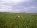 Clicca sull'immagine per ingrandirla. 

Nome:   SANY0664.jpg 
Visite: 245 
Dimensione: 42.3 KB 
ID: 2127587