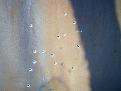 Clicca sull'immagine per ingrandirla. 

Nome:   CAM_1021.jpg 
Visite: 610 
Dimensione: 58.1 KB 
ID: 2134200