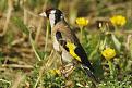 Clicca sull'immagine per ingrandirla. 

Nome:   Carduelis_carduelis_parva1.jpg 
Visite: 491 
Dimensione: 41.2 KB 
ID: 2134438