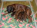 Clicca sull'immagine per ingrandirla. 

Nome:   luzzi e cuccioli.jpg 
Visite: 211 
Dimensione: 63.6 KB 
ID: 2134739