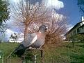 Clicca sull'immagine per ingrandirla. 

Nome:   piccione2.jpg 
Visite: 404 
Dimensione: 31.7 KB 
ID: 2134871