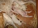 Clicca sull'immagine per ingrandirla. 

Nome:   sx Brezza-Baldo-Bambu'.jpg 
Visite: 238 
Dimensione: 33.5 KB 
ID: 2136045