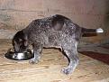 Clicca sull'immagine per ingrandirla. 

Nome:   cuccioli - 0001.jpg 
Visite: 220 
Dimensione: 61.9 KB 
ID: 2136755
