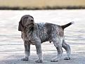 Clicca sull'immagine per ingrandirla. 

Nome:   cuccioli - 0001.jpg 
Visite: 190 
Dimensione: 60.1 KB 
ID: 2136781