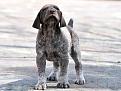 Clicca sull'immagine per ingrandirla. 

Nome:   cuccioli - 0002.jpg 
Visite: 203 
Dimensione: 60.2 KB 
ID: 2136782