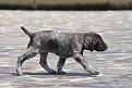 Clicca sull'immagine per ingrandirla. 

Nome:   cuccioli - 0009.jpg 
Visite: 209 
Dimensione: 58.9 KB 
ID: 2136789