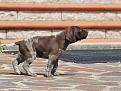 Clicca sull'immagine per ingrandirla. 

Nome:   cuccioli - 0015.jpg 
Visite: 210 
Dimensione: 60.9 KB 
ID: 2136795