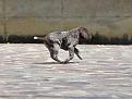 Clicca sull'immagine per ingrandirla. 

Nome:   cuccioli - 0016.jpg 
Visite: 199 
Dimensione: 56.9 KB 
ID: 2136796
