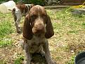 Clicca sull'immagine per ingrandirla. 

Nome:   iris.jpg 
Visite: 902 
Dimensione: 59.3 KB 
ID: 2138056