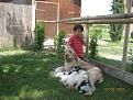 Clicca sull'immagine per ingrandirla.&nbsp;

Nome:   Cuccioli di Achita 303.jpg&nbsp;
Visite: 389&nbsp;
Dimensione: 58.8 KB&nbsp;
ID: 2138280