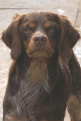 Clicca sull'immagine per ingrandirla. 

Nome:   Tricolore Marrone.gif 
Visite: 1876 
Dimensione: 52.0 KB 
ID: 2138803