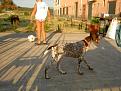 Clicca sull'immagine per ingrandirla. 

Nome:   PICT4649.jpg 
Visite: 371 
Dimensione: 56.1 KB 
ID: 2139049