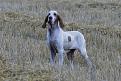Clicca sull'immagine per ingrandirla. 

Nome:   012_Winni.jpg 
Visite: 204 
Dimensione: 51.5 KB 
ID: 2139112