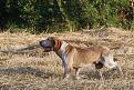 Clicca sull'immagine per ingrandirla. 

Nome:   034_Alboino.jpg 
Visite: 202 
Dimensione: 63.8 KB 
ID: 2139114