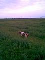 Clicca sull'immagine per ingrandirla. 

Nome:   Immag051.jpg 
Visite: 544 
Dimensione: 34.4 KB 
ID: 2142678