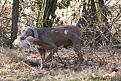 Clicca sull'immagine per ingrandirla. 

Nome:   088_Mojo's VVV_0502TAN.jpg 
Visite: 203 
Dimensione: 64.1 KB 
ID: 2142748