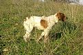 Clicca sull'immagine per ingrandirla. 

Nome:   Quagliodromo_4.jpg 
Visite: 315 
Dimensione: 66.3 KB 
ID: 2142992