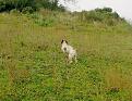 Clicca sull'immagine per ingrandirla. 

Nome:   Quagliodromo_9.jpg 
Visite: 295 
Dimensione: 62.5 KB 
ID: 2142997