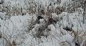 Clicca sull'immagine per ingrandirla. 

Nome:   br 2.jpg 
Visite: 366 
Dimensione: 60.9 KB 
ID: 2143109