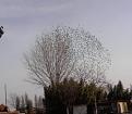 Clicca sull'immagine per ingrandirla. 

Nome:   P10-03-11_14.03[1].jpg 
Visite: 368 
Dimensione: 55.3 KB 
ID: 2143430