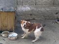 Clicca sull'immagine per ingrandirla. 

Nome:   Breton da guardia.jpg 
Visite: 399 
Dimensione: 46.3 KB 
ID: 2143666