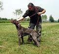 Clicca sull'immagine per ingrandirla. 

Nome:   Bracco Mattia 02.jpg 
Visite: 435 
Dimensione: 41.0 KB 
ID: 2144274